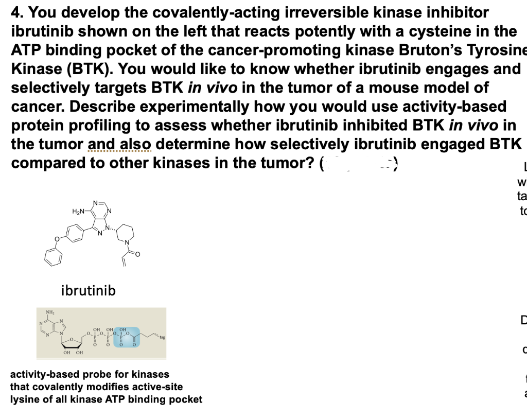 4. You develop the covalently-acting irreversible kinase inhibitor
ibrutinib shown on the left that reacts potently with a cysteine in the
ATP binding pocket of the cancer-promoting kinase Bruton's Tyrosine
Kinase (BTK). You would like to know whether ibrutinib engages and
selectively targets BTK in vivo in the tumor of a mouse model of
cancer. Describe experimentally how you would use activity-based
protein profiling to assess whether ibrutinib inhibited BTK in vivo in
the tumor and also determine how selectively ibrutinib engaged BTK
compared to other kinases in the tumor? (
NH₂
H₂N-
ibrutinib
OH OH
OH OH OH
activity-based probe for kinases
that covalently modifies active-site
lysine of all kinase ATP binding pocket
L
W
ta
to
C
с