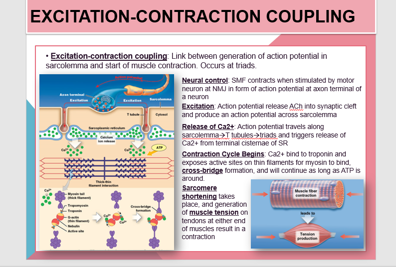 EXCITATION-CONTRACTION COUPLING
• Excitation-contraction coupling: Link between generation of action potential in
sarcolemma and start of muscle contraction. Occurs at triads.
Neural control: SMF contracts when stimulated by motor
neuron at NMJ in form of action potential at axon terminal of
Axen terminal
a neuron
Exeitation
Exeitatien
Sarcolemma
Excitation: Action potential release ACh into synaptic cleft
and produce an action potential across sarcolemma
Release of Ca2+ Action potential travels along
sarcolemma >T tubules >triads and triggers release of
Ca2+ from terminal cisternae of SR
Contraction Cycle Begins: Ca2+ bind to troponin and
exposes active sites on thin filaments for myosin to bind,
cross-bridge formation, and will continue as long as ATP is
Ttubule
Cytosol
Sarcoplasmie retioulum
Calcium
lon release
ATP
around.
Thick-thin
Slament interaetion
Sarcomere
shortening takes
place, and generation
of muscle tension on
Ca
Myosin tail
(thick filament)
Muscle fiber
contraction
Tropomyosin
Cross-bridge
formation
Troponin
leads to
Ca
G-actin
(thin filament)
tendons at either end
Ca
Nebulin
of muscles result in a
Active site
contraction
Tension
production
