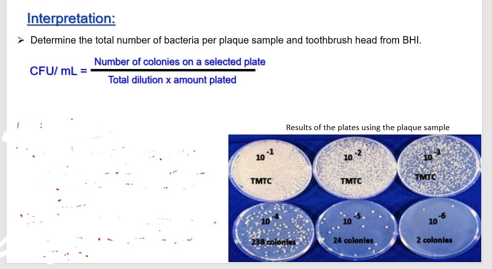 Interpretation:
> Determine the total number of bacteria per plaque sample and toothbrush head from BHI.
Number of colonies on a selected plate
CFU/ mL =
Total dilution x amount plated
Results of the plates using the plaque sample
101
10 2
TMTC
TMTC
TMTC
10
238 colonies
24 colonles
2 colonies
