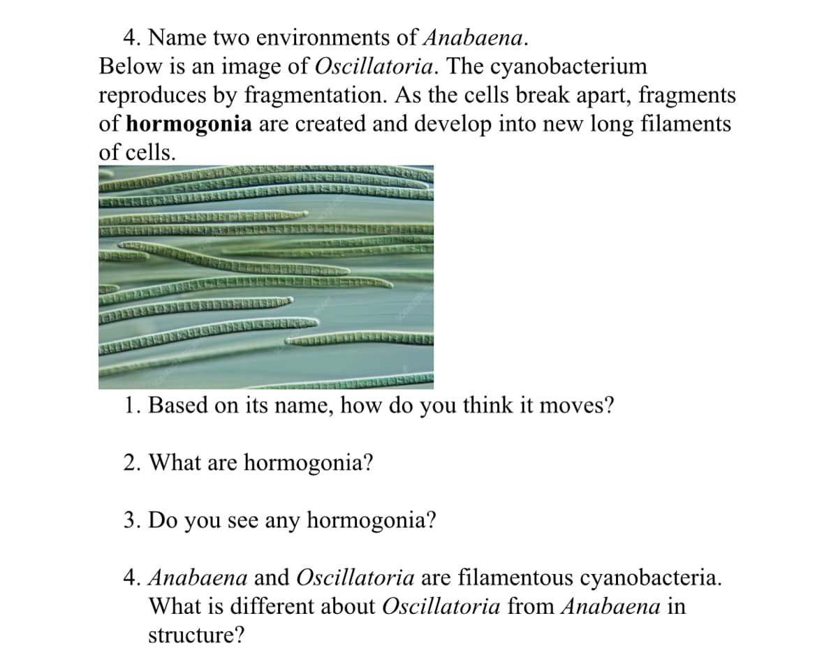 4. Name two environments of Anabaena.
Below is an image of Oscillatoria. The cyanobacterium
reproduces by fragmentation. As the cells break apart, fragments
of hormogonia are created and develop into new long filaments
of cells.
1. Based on its name, how do you think it moves?
2. What are hormogonia?
3. Do you see any hormogonia?
4. Anabaena and Oscillatoria are filamentous cyanobacteria.
What is different about Oscillatoria from Anabaena in
structure?
