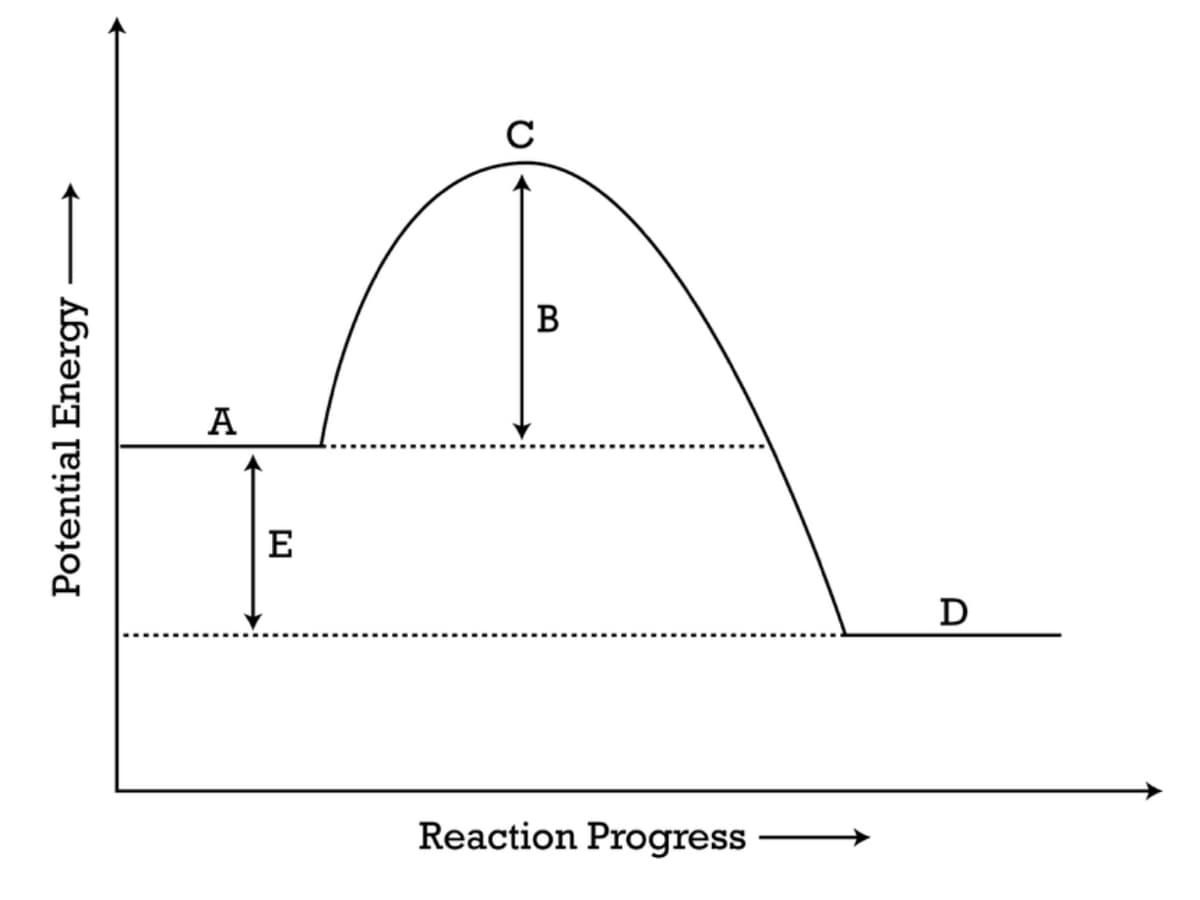 B
A
E
D
Reaction Progress
Potential Energy
