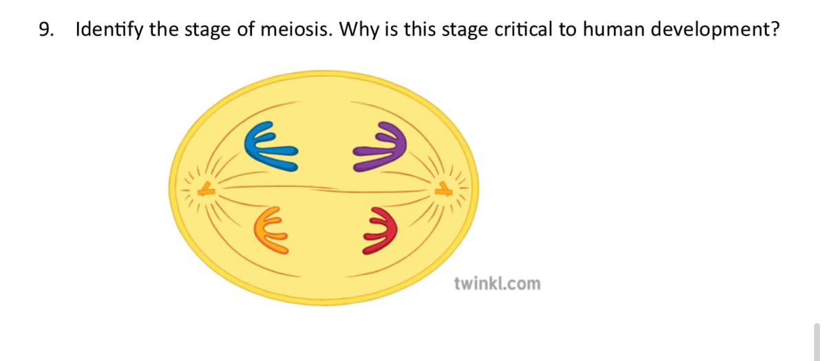 9. Identify the stage of meiosis. Why is this stage critical to human development?
twinkl.com
