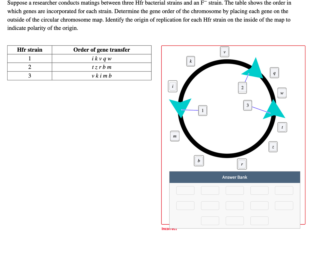 Suppose a researcher conducts matings between three Hfr bacterial strains and an F- strain. The table shows the order in
which genes are incorporated for each strain. Determine the gene order of the chromosome by placing each gene on the
outside of the circular chromosome map. Identify the origin of replication for each Hfr strain on the inside of the
map to
indicate polarity of the origin.
Hfr strain
Order of gene transfer
V
1
ikv q w
k
2
tzrb m
3
v kimb
2
3
1
m
b.
Answer Bank
Incolrect
100
10
000
