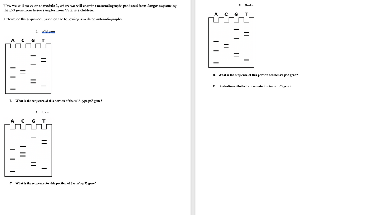 Now we will move on to module 3, where we will examine autoradiographs produced from Sanger sequencing
the p53 gene from tissue samples from Valerie's children.
Determine the sequences based on the following simulated autoradiographs:
A C G т
1. Wild-type:
B. What is the sequence of this portion of the wild-type p53 gene?
T
A CGT
|
2. Justin:
=
C. What is the sequence for this portion of Justin's p53 gene?
3.
I
A C GT
Sheila:
=
D. What is the sequence of this portion of Sheila's p53 gene?
E. Do Justin or Sheila have a mutation in the p53 gene?