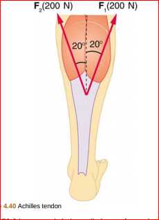 F,(200 N)
F,(200 N)
20 20
4.40 Achilles tendon
