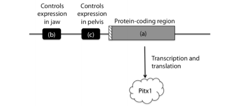 Controls
Controls
expression
in jaw
expression
in pelvis
Protein-coding region
(b)
(c)
(a)
Transcription and
translation
Pitx1
