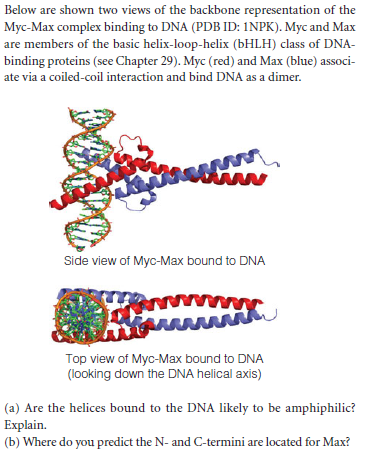 Below are shown two views of the backbone representation of the
Myc-Max complex binding to DNA (PDB ID: 1NPK). Myc and Max
are members of the basic helix-loop-helix (BHLH) class of DNA-
binding proteins (see Chapter 29). Myc (red) and Max (blue) associ-
ate via a coiled-coil interaction and bind DNA as a dimer.
Side view of Myc-Max bound to DNA
Top view of Myc-Max bound to DNA
(looking down the DNA helical axis)
(a) Are the helices bound to the DNA likely to be amphiphilic?
Explain.
(b) Where do you predict the N- and C-termini are located for Max?
