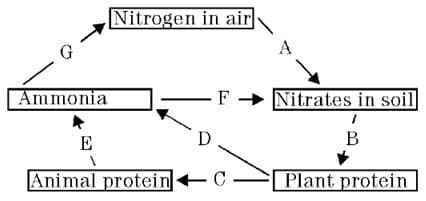Nitrogen in air
Ammonia
F - Nitrates in soil
E
D
B
Animal protein+C
Plant protein
