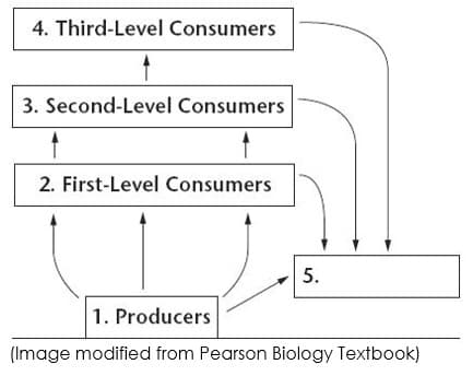 4. Third-Level Consumers
3. Second-Level Consumers
2. First-Level Consumers
5.
1. Producers
(Image modified from Pearson Biology Textbook)
