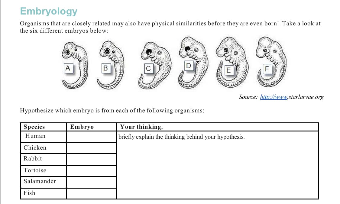 Embryology
Organisms that are closely related may also have physical similarities before they are even born! Take a look at
the six different embryos below:
Source: http://www.starlarvae.org
Hypothesize which embryo is from each of the following organisms:
Species
Embryo
Your thinking.
Human
briefly explain the thinking behind your hypothesis.
Chicken
Rabbit
Tortoise
Salamander
Fish
