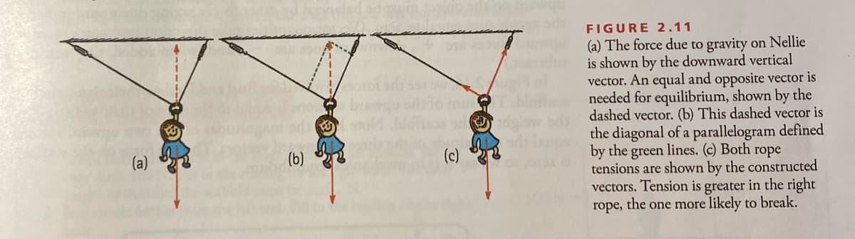 FIGURE 2.11
(a) The force due to gravity on Nellie
is shown by the downward vertical
vector. An equal and opposite vector is
needed for equilibrium, shown by the
dashed vector. (b) This dashed vector is
the diagonal of a parallelogram defined
by the green lines. (c) Both rope
tensions are shown by the constructed
vectors. Tension is greater in the right
rope, the one more likely to break.
(a)
(b)
(c)
