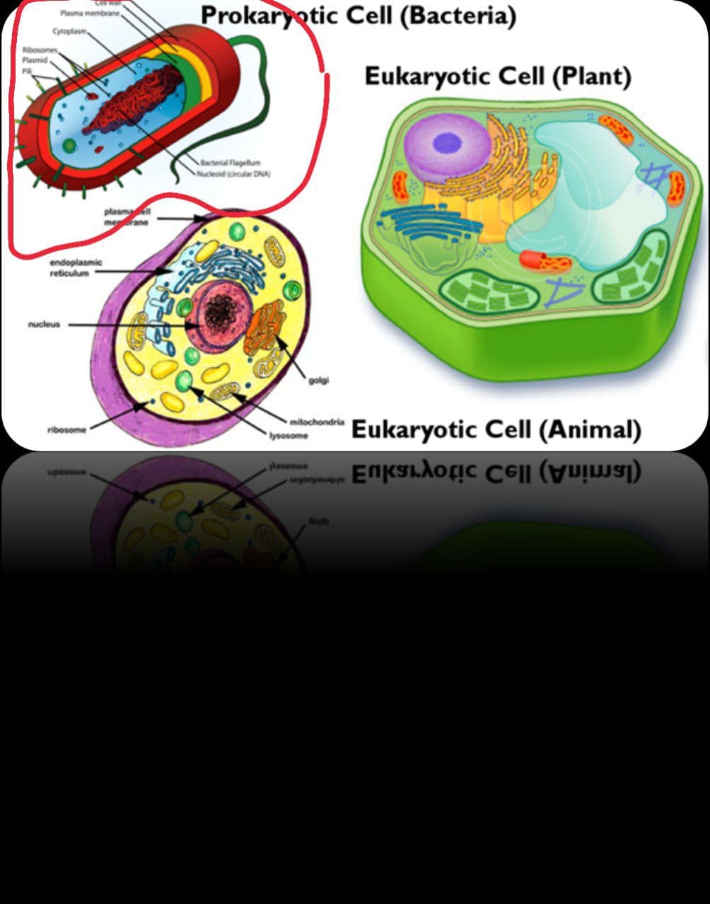 Prokaryotic Cell (Bacteria)
Plasma membrane,
Cytoplasm,
Ribosomes
Plasmid
Eukaryotic Cell (Plant)
PA
Bacterial Flagellum
Nucleoid circular DNAI
plasma
merane
endoplasmic
reticulum
nucleus
golgi
mitochondria
Eukaryotic Cell (Animal)
ribosome
lysosome
upoaous
wgocpouqu
