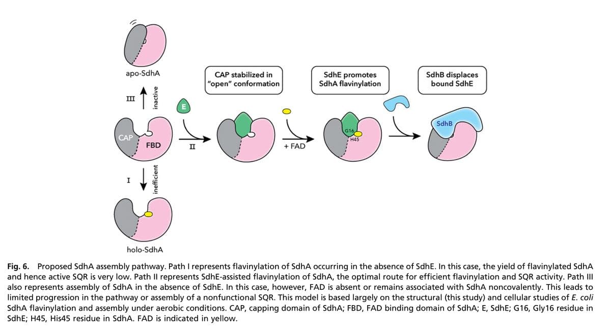 O
apo-SdhA
III
CAP
I
inactive
FBD
inefficient
E
II
CAP stabilized in
"open" conformation
+ FAD
Sdhe promotes
SdhA flavinylation
G16,
H45
SdhB displaces
bound SdhE
SdhB
holo-SdhA
Fig. 6. Proposed SdhA assembly pathway. Path I represents flavinylation of SdhA occurring in the absence of SdhE. In this case, the yield of flavinylated SdhA
and hence active SQR is very low. Path Il represents SdhE-assisted flavinylation of SdhA, the optimal route for efficient flavinylation and SQR activity. Path III
also represents assembly of SdhA in the absence of SdhE. In this case, however, FAD is absent or remains associated with SdhA noncovalently. This leads to
limited progression in the pathway or assembly of a nonfunctional SQR. This model is based largely on the structural (this study) and cellular studies of E. coli
SdhA flavinylation and assembly under aerobic conditions. CAP, capping domain of SdhA; FBD, FAD binding domain of SdhA; E, SdhE; G16, Gly16 residue in
SdhE; H45, His45 residue in SdhA. FAD is indicated in yellow.