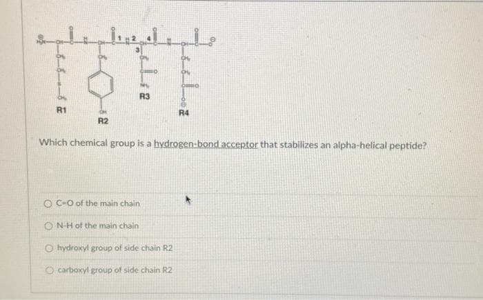 R3
R1
R4
R2
Which chemical group is a hydrogen-bond acceptor that stabilizes an alpha-helical peptide?
O C-O of the main chain
O N-H of the main chain
O hydroxyl group of side chain R2
O carboxyl group of side chain R2
