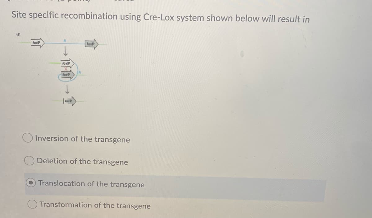 Site specific recombination using Cre-Lox system shown below will result in
in
faaP
toap
loxP
Inversion of the transgene
Deletion of the transgene
Translocation of the transgene
Transformation of the transgene
