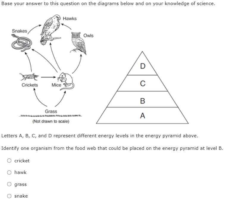 Base your answer to this question on the diagrams below and on your knowledge of science.
Hawks
Snakes
Owls
D
Crickets
Mice
C
Grass
A
(Not drawn to scale)
Letters A, B, C, and D represent different energy levels in the energy pyramid above.
Identify one organism from the food web that could be placed on the energy pyramid at level B.
cricket
O hawk
grass
snake
