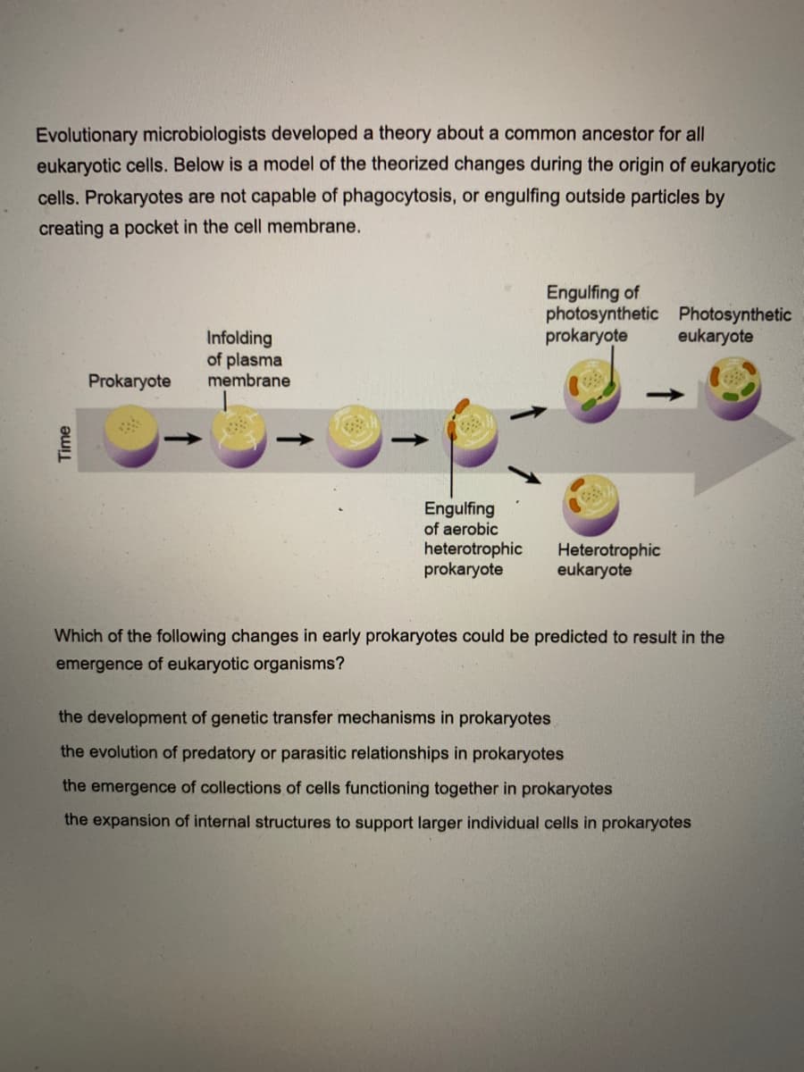 Evolutionary microbiologists developed a theory about a common ancestor for all
eukaryotic cells. Below is a model of the theorized changes during the origin of eukaryotic
cells. Prokaryotes are not capable of phagocytosis, or engulfing outside particles by
creating a pocket in the cell membrane.
Engulfing of
photosynthetic Photosynthetic
prokaryote
eukaryote
Infolding
of plasma
membrane
Prokaryote
Engulfing
of aerobic
heterotrophic
prokaryote
Heterotrophic
eukaryote
Which of the following changes in early prokaryotes could be predicted to result in the
emergence of eukaryotic organisms?
the development of genetic transfer mechanisms in prokaryotes
the evolution of predatory or parasitic relationships in prokaryotes
the emergence of collections of cells functioning together in prokaryotes
the expansion of internal structures to support larger individual cells in prokaryotes
Time
