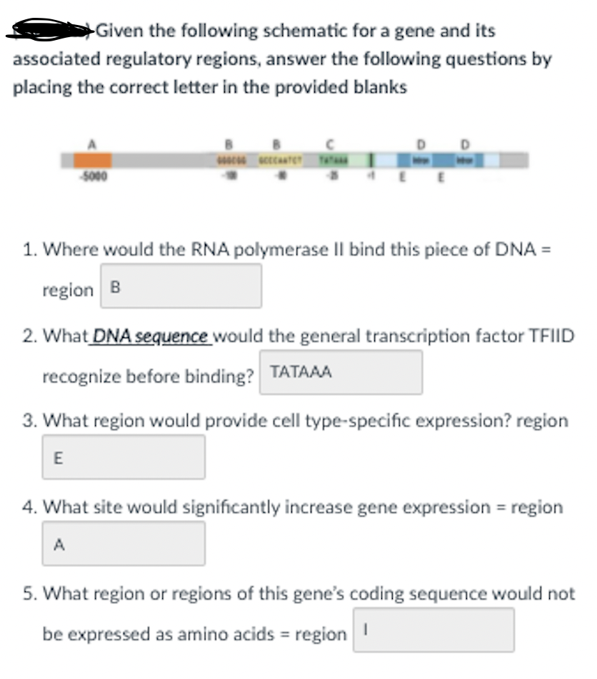 Given the following schematic for a gene and its
associated regulatory regions, answer the following questions by
placing the correct letter in the provided blanks
D
5000
1. Where would the RNA polymerase II bind this piece of DNA =
region B
2. What DNA sequence would the general transcription factor TFIID
recognize before binding? TATAAA
3. What region would provide cell type-specific expression? region
E
4. What site would significantly increase gene expression = region
A
5. What region or regions of this gene's coding sequence would not
be expressed as amino acids = region
