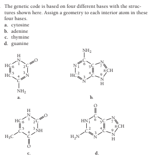 The genetic code is based on four different bases with the struc-
tures shown here. Assign a geometry to each interior atom in these
four bases.
a. cytosine
b. adenine
c. thymine
d. guanine
NH2
H
8CH
HC,
H
NH2
a.
b.
H
HC6
HNÍ
8CH
NH
H;C"
H,N'
H
d.
