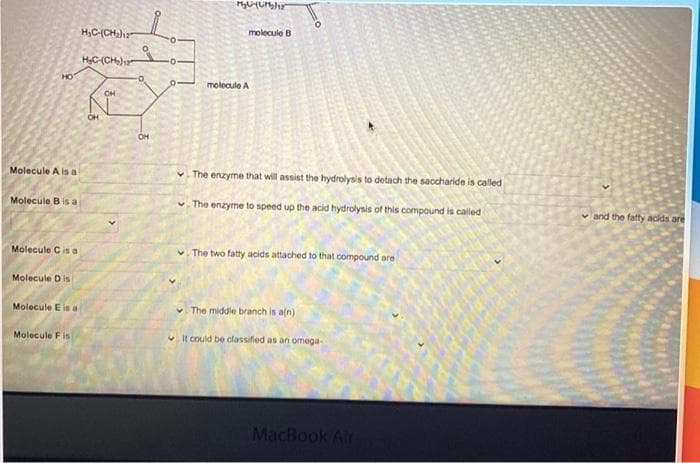 H,C-(CH)1
molecule B
HC-(CH)
HO
molocule A
OH
OH
OH
Molecule A is a
v. The enzyme that will assist the hydrolysis to detach the saccharide is called
Molecule B is a
v. The enzyme to speed up the acid hydrolysis of this compound is called
v and the fatty acids are
Molecule Cis a
v. The two fatty acids attached to that compound are
Molecule Dis
Molecule E is a
The middle branch is a(n)
Molecule Fis
v It could be classifed as an omega
MacBook Alr
