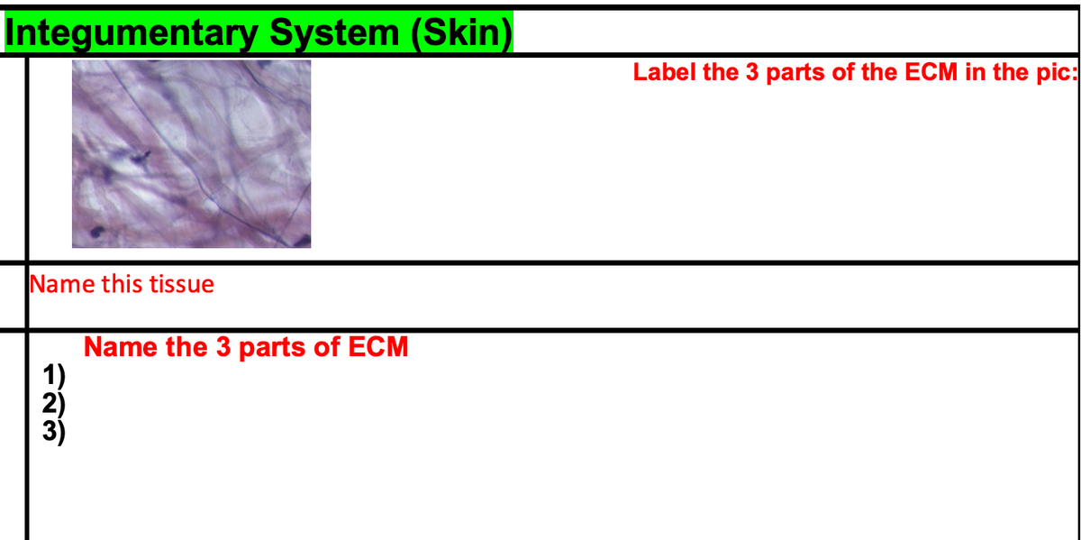 Integumentary System (Skin)
Name this tissue
1)
2)
3)
Name the 3 parts of ECM
Label the 3 parts of the ECM in the pic: