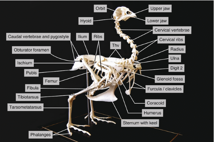 Caudal vertebrae and pygostyle
Obturator foramen
Ischium
Pubis
Fibula
Tibiotarsus
Tarsometatarsus
Femur
Phalanges
Orbit
Hyoid
llium Ribs
Thv
Upper jaw
Lower jaw
Cervical vertebrae
Cervical ribs
Radius
Ulna
Digit 2
Glenoid fossa
Furcula / clavicles
Coracoid
Humerus
Sternum with keel