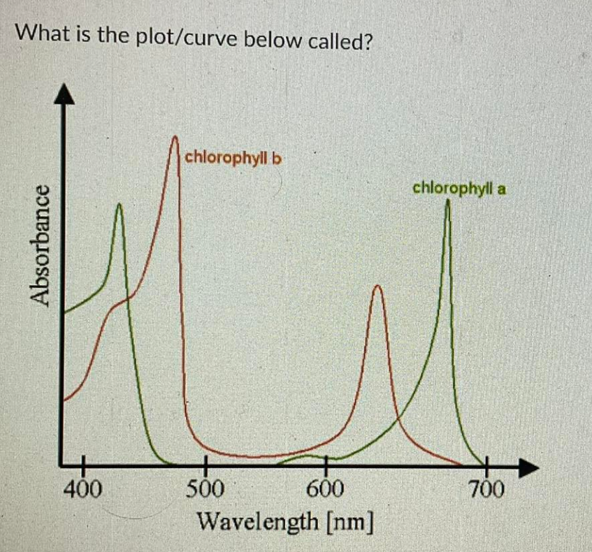 What is the plot/curve below called?
chlorophyll b
chlorophyll a
400
500
600
700
Wavelength [nm]
Absorbance
