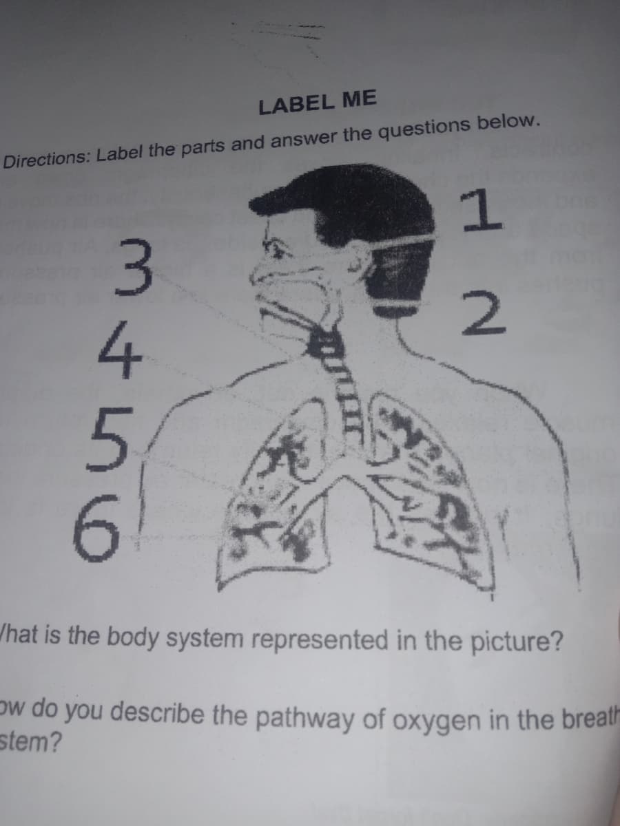 LABEL ME
Directions: Label the parts and answer the questions below.
3.
5.
6.
/hat is the body system represented in the picture?
Dw do you describe the pathway of oxygen in the breal
stem?
2.
3t56
