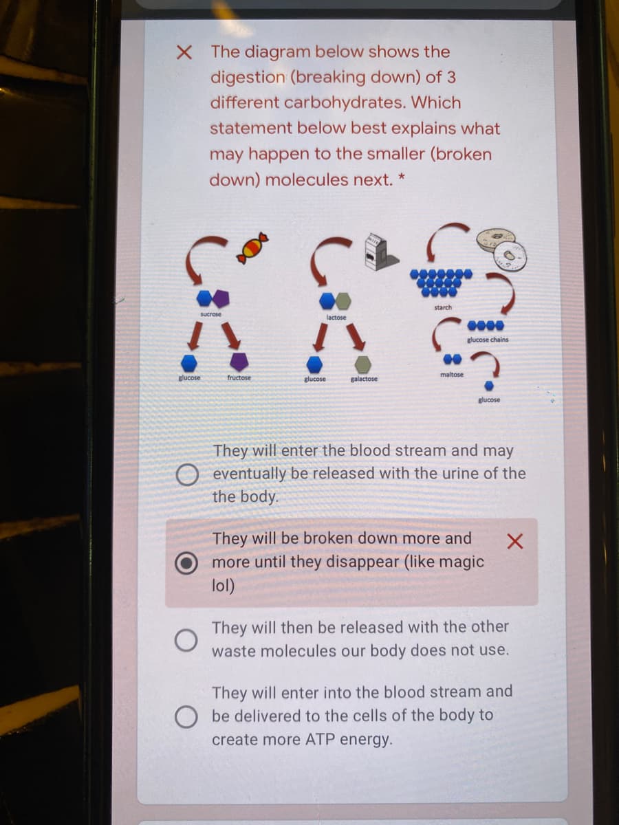 X The diagram below shows the
digestion (breaking down) of 3
different carbohydrates. Which
statement below best explains what
may happen to the smaller (broken
down) molecules next. *
starch
sucrose
lactose
glucose chains
maltose
glucose
fructose
glucose
galactose
glucose
They will enter the blood stream and may
O eventually be released with the urine of the
the body.
They will be broken down more and
more until they disappear (like magic
lol)
They will then be released with the other
waste molecules our body does not use.
They will enter into the blood stream and
O be delivered to the cells of the body to
create more ATP energy.
