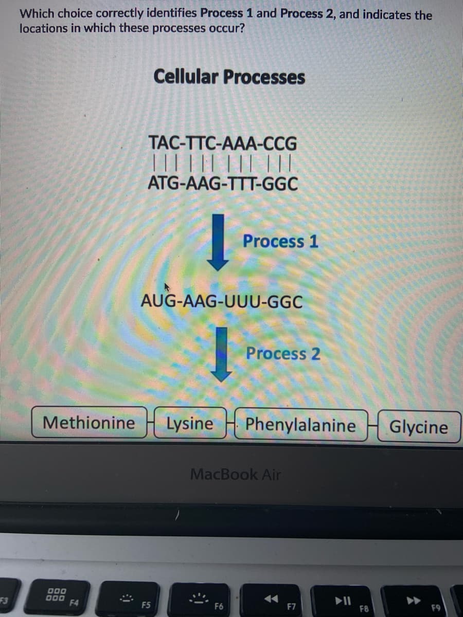 Which choice correctly identifies Process 1 and Process 2, and indicates the
locations in which these processes occur?
Cellular Processes
TAC-TTC-AAA-CCG
| || ||| ||| |||.
ATG-AAG-TTT-GGC
Process 1
AUG-AAG-UUU-GGC
Process 2
Methionine
Lysine
Phenylalanine
Glycine
MacBook Air
000
000
F4
F3
F5
F6
F7
F8
F9
云
