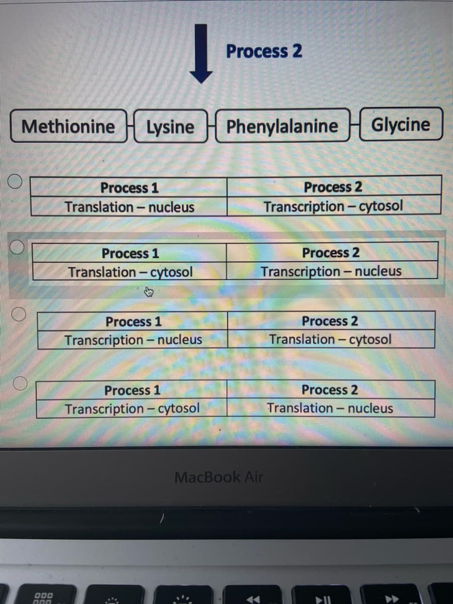 Process 2
Methionine
Lysine
Phenylalanine
Glycine
Process 1
Process 2
Translation - nucleus
Transcription - cytosol
Process 1
Process 2
Translation - cytosol
Transcription – nucleus
Process 1
Process 2
Transcription- nucleus
Translation - cytosol
Process 1
Process 2
Transcription- cytosol
Translation -
nucleus
MacBook Air
O00
