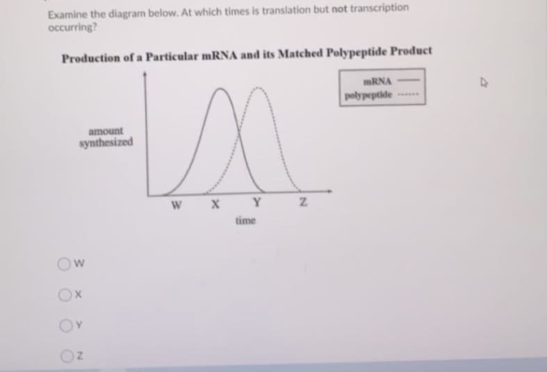 Examine the diagram below. At which times is translation but not transcription
occurring?
Production of a Particular mRNA and its Matched Polypeptide Product
mRNA
polypeptide
amount
synthesized
W
X Y
time
OX
