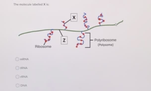 The molecule labelled X is:
Polyribosome
(Polysome)
Ribosome
mRNA
O ERNA
OFRNA
O DNA
