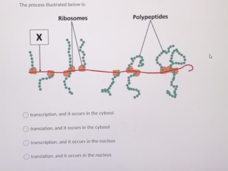 The process illustrated below is:
Ribosomes
Polypeptides
X
transcription, and it occurs in the cytosol
translation, and it occurs in the cytosol
transcription, and it occurs in the nucleus
O translation, and it occurs in the nucleus

