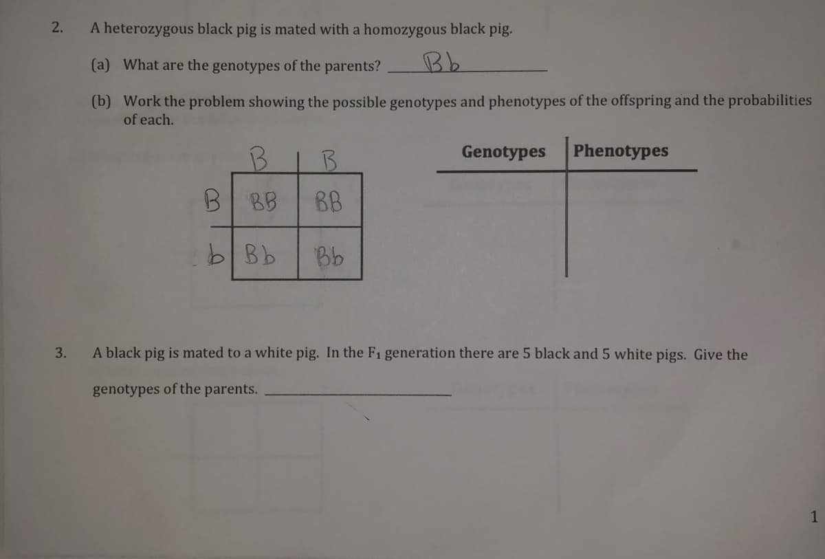 2.
A heterozygous black pig is mated with a homozygous black pig.
(a) What are the genotypes of the parents?
Bb
(b) Work the problem showing the possible genotypes and phenotypes of the offspring and the probabilities
of each.
BIB
Genotypes
Phenotypes
BB
BB
b Bb
Bb
A black pig is mated to a white pig. In the F1 generation there are 5 black and 5 white pigs. Give the
genotypes of the
parents.
1
3.
