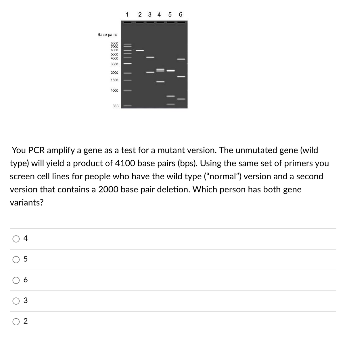 1 2 3 4 5 6
Base pairs
8000
7000
6000
5000
4000
3000
2000
1500
1000
500
You PCR amplify a gene as a test for a mutant version. The unmutated gene (wild
type) will yield a product of 4100 base pairs (bps). Using the same set of primers you
screen cell lines for people who have the wild type ("normal") version and a second
version that contains a 2000 base pair deletion. Which person has both gene
variants?
4
3
2
I| ||
