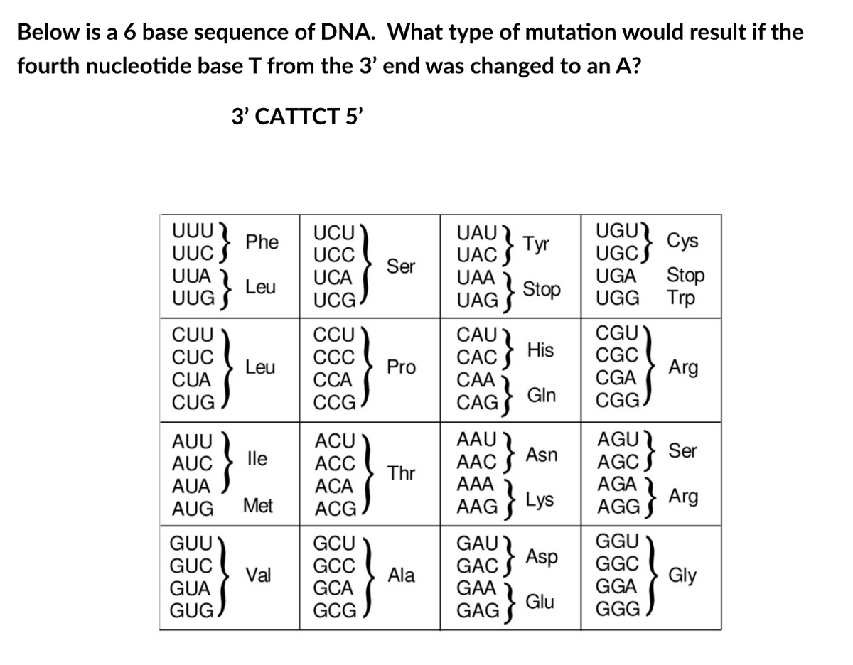 Below is a 6 base sequence of DNA. What type of mutation would result if the
fourth nucleotide base T from the 3' end was changed to an A?
3' САTTСT 5'
UUU Phe
UAU
Тyr
UAC S
UGU Cys
UGCS
UCU
UCC
UCA
Ser
UUA
UAA
UGA
Stop
Leu
UUG S
Stop
UAG S
Trp
UCG.
UGG
CAU
САС
САА
CCU
CGU
CUU
CUC
His
ССС
ССА
CGC
CGA
CGG
Leu
Pro
Arg
CUA
Gln
CUG
CCG
CAG
AAU
AUU
AUC
AUA
AUG
}
AGU
AGC
AGA
ACU
АСC
Ser
AAC
AAA
lle
Asn
Thr
ACA
AAG } Lys
is
AGG Arg
Met
ACG
GGU
GGC
GGA
GGG
GUU
GCU
GCC
GCA
GAU
Asp
GAC
GAA
GUC
Val
Ala
Gly
GUA
GUG
Glu
GCG
GAG
