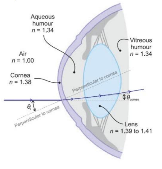 Aqueous
humour
n = 1.34
Vitreous
humour
n= 1.34
Air
n = 1.00
Cornea
n = 1.38
Perpendicular to cornea
conea
Perpendicular to comea
Lens
n = 1.39 to 1.41
