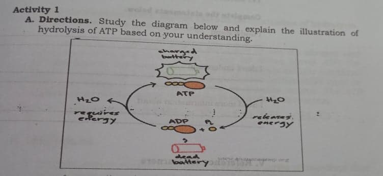 Activity 1
A. Directions. Study the diagram below and explain the illustration of
hydrolysis of ATP based on your understanding.
sharged
bettery
ATP
H20
reguires
eiergy
rekases.
energy
ADP
dead
apmasen org
CTOrbatery

