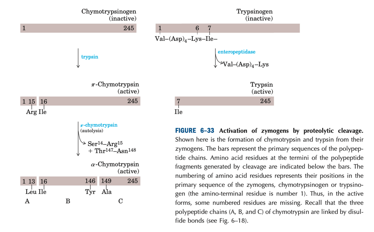 Chymotrypsinogen
(inactive)
Trypsinogen
(inactive)
245
1
6
Val-(Asp)4-Lys-Ile-
enteropeptidase
trypsin
>Val-(Asp)4-Lys
T-Chymotrypsin
(active)
Trypsin
(active)
1 15 16
245
7
245
Arg Ile
Ile
T-chymotrypsin
(autolysis)
FIGURE 6-33 Activation of zymogens by proteolytic cleavage.
Shown here is the formation of chymotrypsin and trypsin from their
zymogens. The bars represent the primary sequences of the polypep-
tide chains. Amino acid residues at the termini of the polypeptide
fragments generated by cleavage are indicated below the bars. The
numbering of amino acid residues represents their positions in the
Ser14-Arg15
+ Thr147_Asn148
a-Chymotrypsin
(active)
1 13 16
146 149
245
primary sequence of the zymogens, chymotrypsinogen or trypsino-
gen (the amino-terminal residue is number 1). Thus, in the active
Leu Ile
Тyr Ala
A
C
forms, some numbered residues are missing. Recall that the three
polypeptide chains (A, B, and C) of chymotrypsin are linked by disul-
fide bonds (see Fig. 6–18).
