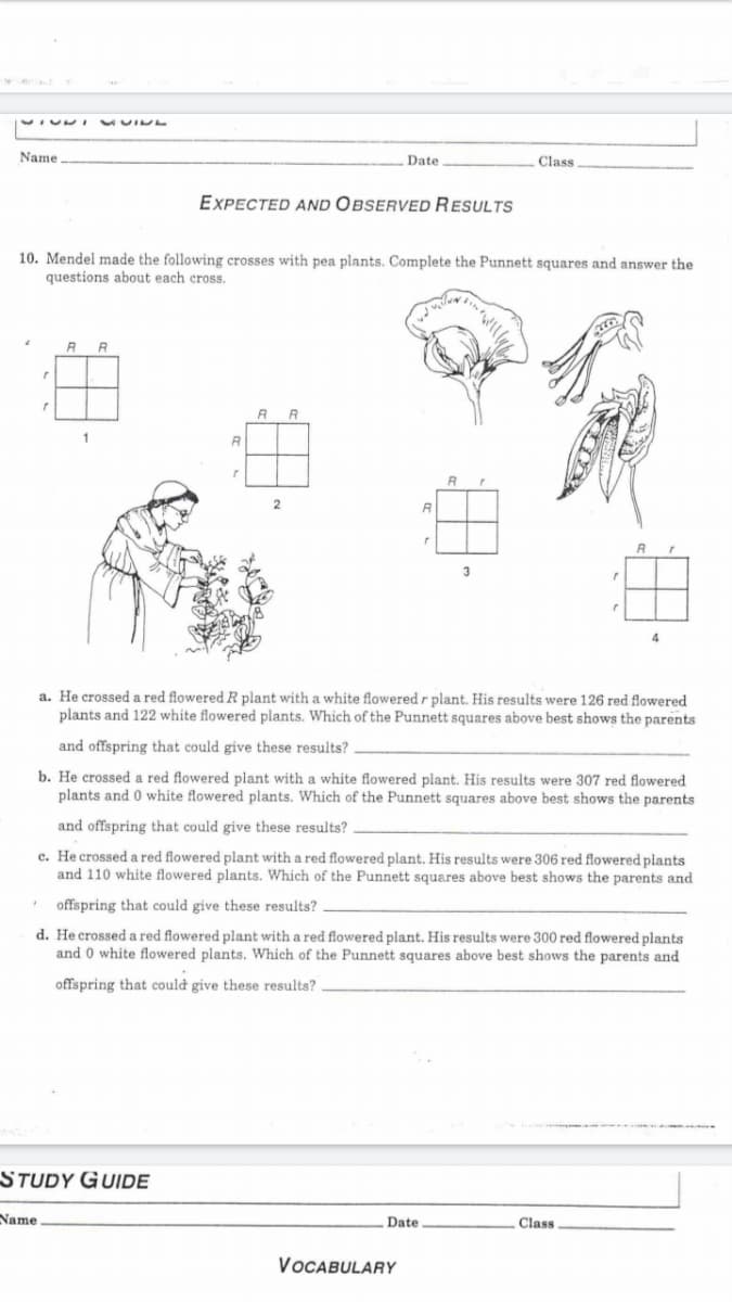 Name
Date
Class
EXPECTED aND OBSERVED RESULTS
10. Mendel made the following crosses with pea plants. Complete the Punnett squares and answer the
questions about each cross.
R.
1
R
R
3
4
a. He crossed a red flowered R plant with a white flowered r plant. His results were 126 red flowered
plants and 122 white flowered plants. Which of the Punnett squares above best shows the parents
and offspring that could give these results?
b. He crossed a red flowered plant with a white flowered plant. His results were 307 red flowered
plants and 0 white flowered plants. Which of the Punnett squares above best shows the parents
and offspring that could give these results?
c. He crossed a red flowered plant with a red flowered plant. His results were 306 red flowered plants
and 110 white flowered plants. Which of the Punnett squares above best shows the parents and
offspring that could give these results?
d. He crossed a red flowered plant with a red flowered plant. His results were 300 red flowered plants
and 0 white flowered plants. Which of the Punnett squares above best shows the parents and
offspring that could give these results?
STuDy GUIDE
Name.
Date
Class
VOCABULARY
