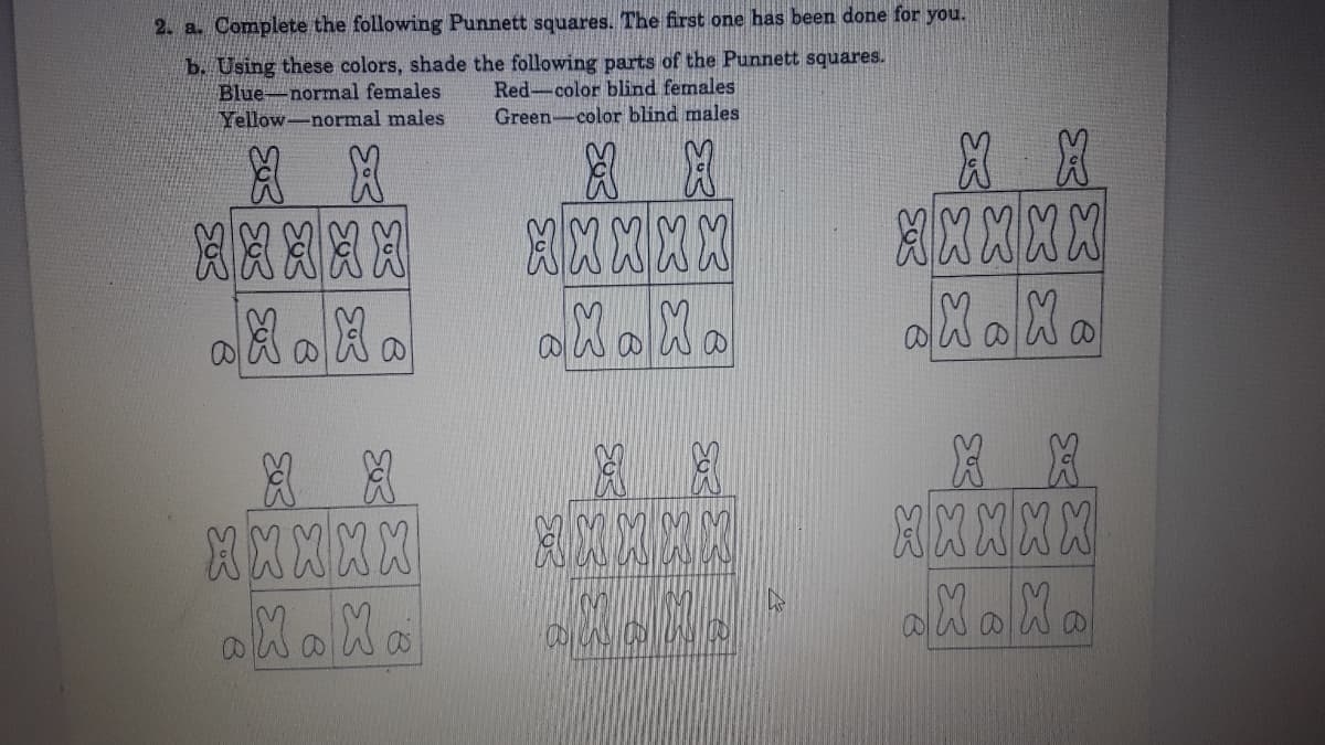 2. a. Complete the following Punnett squares. The first one has been done for you.
b. Using these colors, shade the following parts of the Punnett squares.
Blue-normal females
Yellow-normal males
Red-color blind females
Green-color blind males
