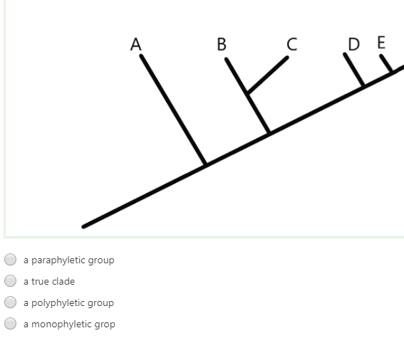 A
В
C
DE
a paraphyletic group
a true clade
a polyphyletic group
a
monophyletic grop
