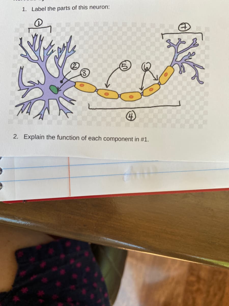 1. Label the parts of this neuron:
2. Explain the function of each component in #1.
