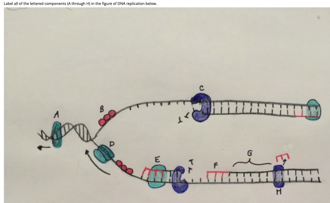 Label all of the lettered components (A through H) in the figure of DNA replication below.
E
