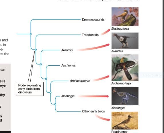 Dromaeosaurids
Eosinopteryx
Troodontids
K and
s in
ee
Aurornis
Aurornis
as the
Anchiornis
nan
Free form S
sils
eryx
Archaeopteryx
Archaeopteryx
Node separating
early birds from
dinosaurs
Uhy
- Xiaotingia
Xiaotingia
- Other early birds
ay
Roadrunner
