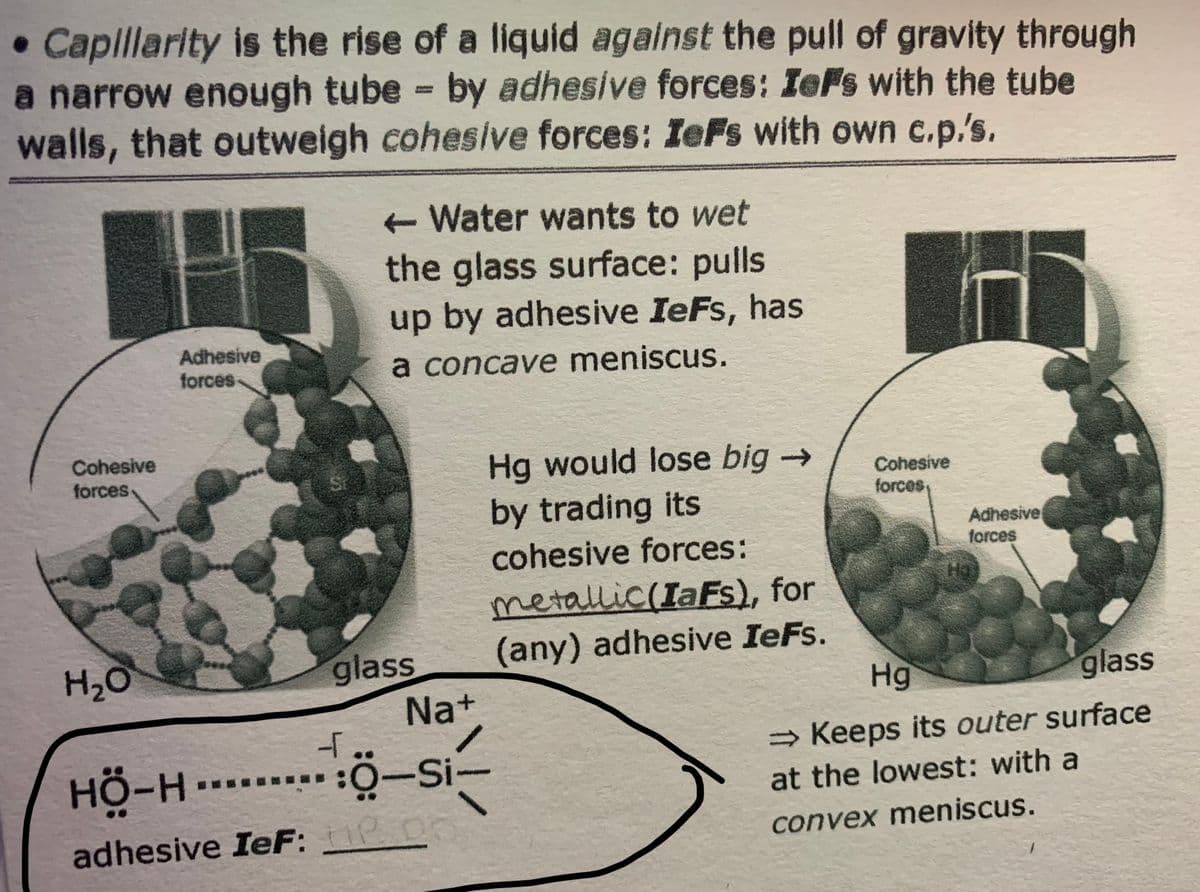 • Caplillarity is the rise of a liquid against the pull of gravity through
a narrow enough tube by adhesive forces: IeFs with the tube
walls, that outweigh cohesive forces: IeFs with own c.p.'s.
Water wants to wet
the glass surface: pulls
up by adhesive IeFs, has
Adhesive
forces-
a concave meniscus.
Cohesive
forces
Hg would lose big →
by trading its
Cohesive
forces,
cohesive forces:
Adhesive
forces
glass
Na+
metallic(IaFs), for
(any) adhesive IeFs.
Hg
H2O
glass
→ Keeps its outer surface
HÖ-H.-
:O-si-
at the lowest: with a
adhesive IeF:
convex meniscus.
