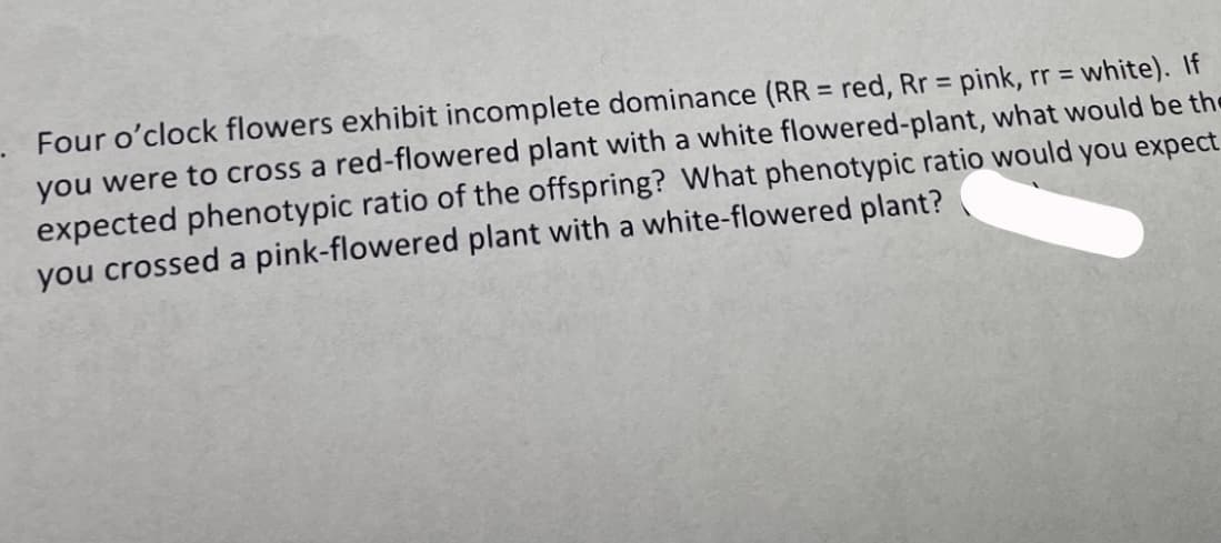 Four o'clock flowers exhibit incomplete dominance (RR = red, Rr = pink, rr = white). If
you were to cross a red-flowered plant with a white flowered-plant, what would be the
expected phenotypic ratio of the offspring? What phenotypic ratio would you expect
you crossed a pink-flowered plant with a white-flowered plant?