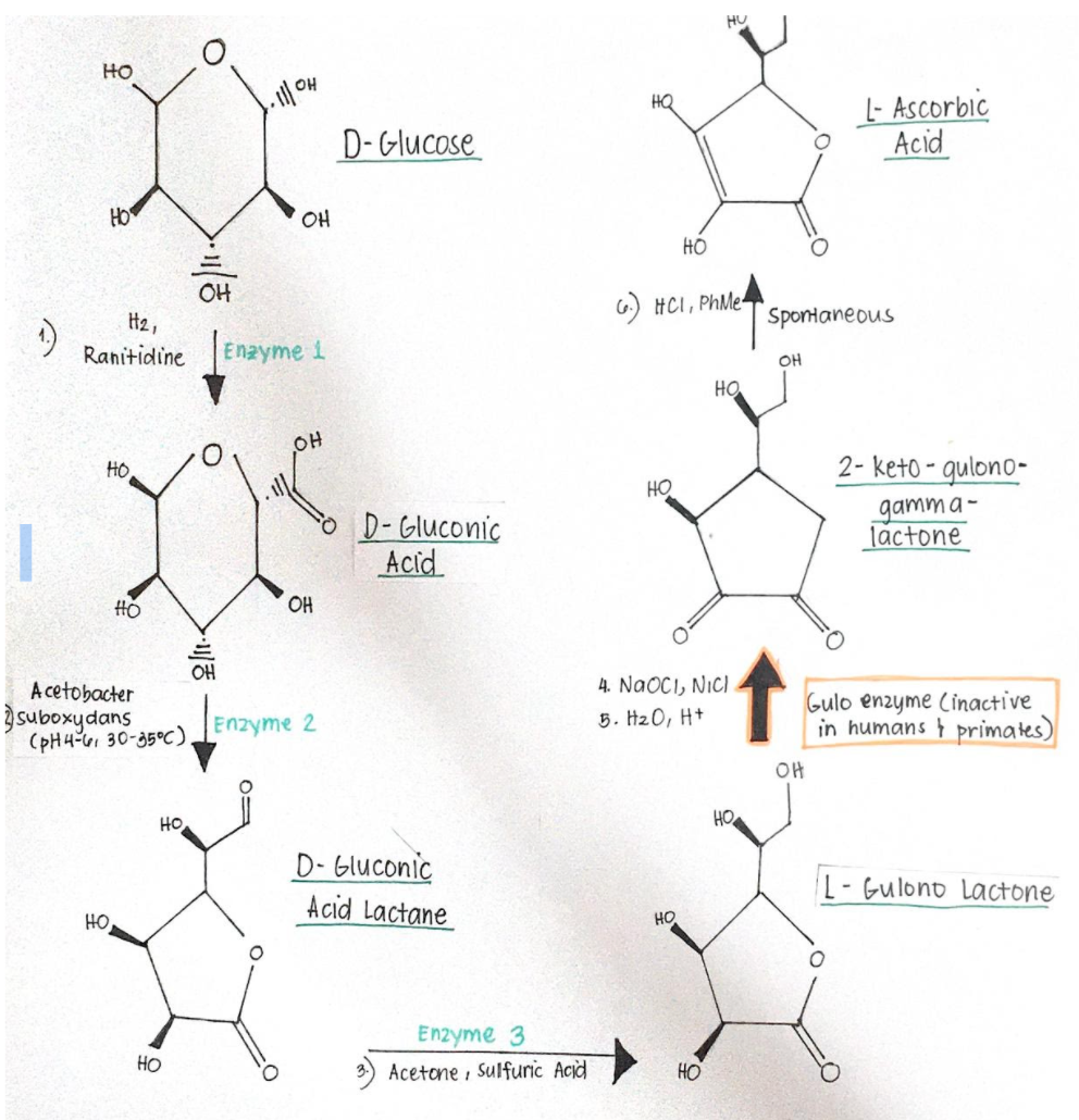 HU
HO
L- Ascorbic
Acid
HQ
D-Glucose
HO
OH
HO
OH
6) HCI, PhMe
Spontaneous
H2,
Ranitidine
Enayme 1
OH
HO
OH
HO
2- keto - qulono-
HO
D-Gluconic
Acid
gamma-
lactone
HO
OH
OH
4. NaOCI, NICI
5. Hz0, H+
A cetobacter
supphxagns
(pH4- 30-35°C)
Gulo enzyme Cinactive
in humans } primates)
Enzyme 2
OH
но
HO
D- Gluconic
Acid Lactane
L- Gulono Lactone
HO
HO
Enzyme 3
Acetone , Sulfuric Acid
Но
HO
