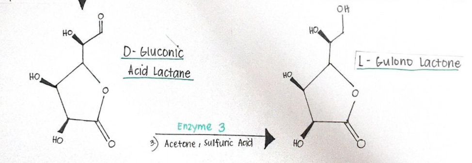 OH
HO
HO
D- Gluconic
Acid Lactane
L-Gulono Lactone
HO
HO
Enzyme 3
Но
Acetone , Sulfuric Acid
HO
